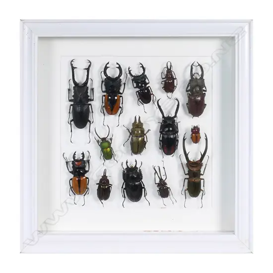 A display frame of fourteen large stag beetles.