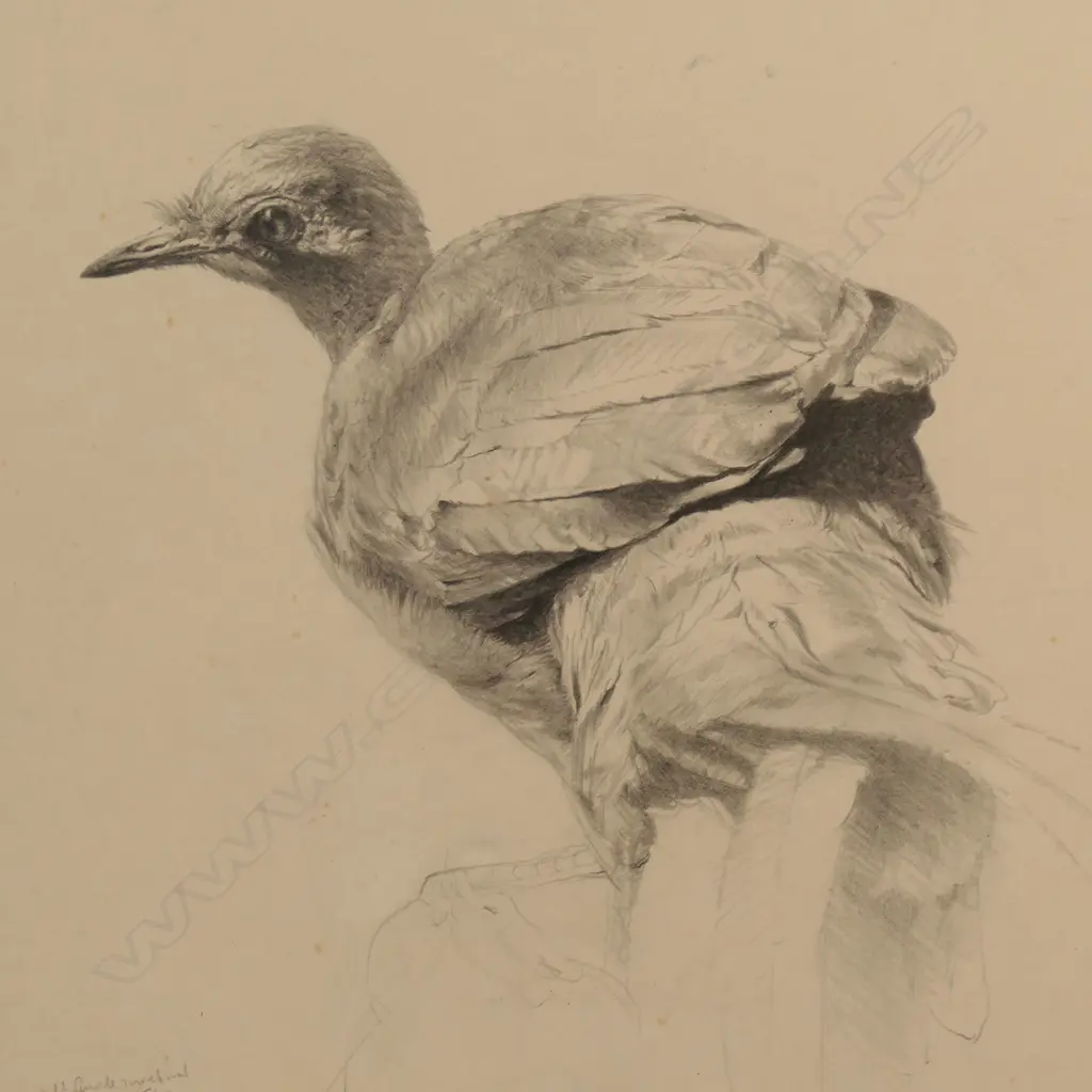 Raymond Ching (b.1939), 'Adult Female Lyre Bird', Image 1++