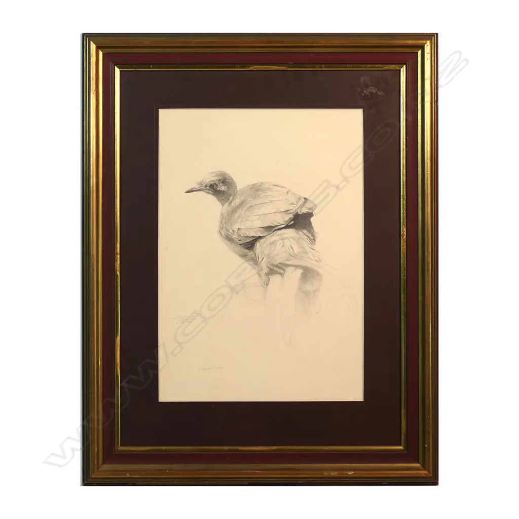 Raymond Ching (b.1939), 'Adult Female Lyre Bird', Image 1++