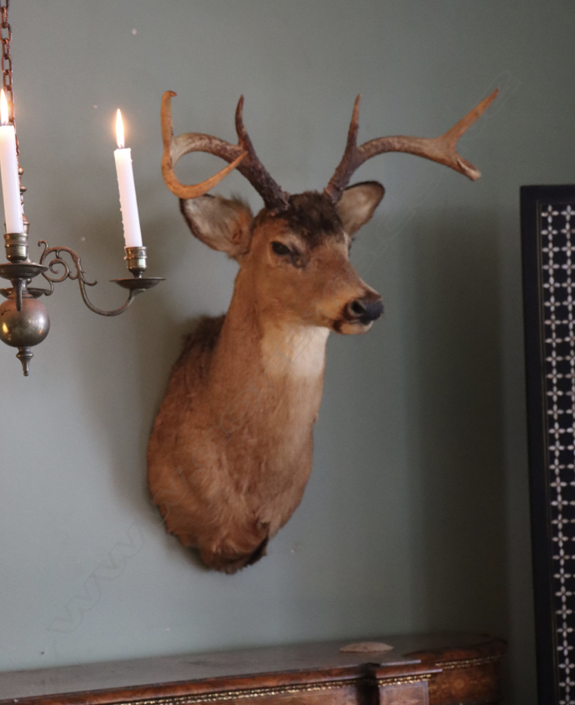 A taxidermy deer’s head. Image 1++