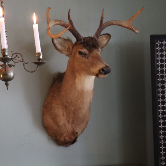 A taxidermy deer’s head.