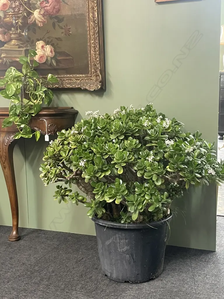 A pair large old money tree plants Image 1++