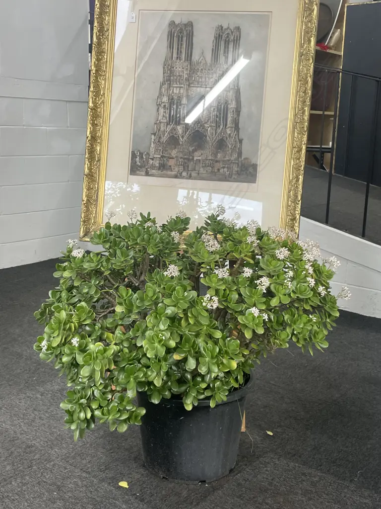 A pair large old money tree plants Image 1++