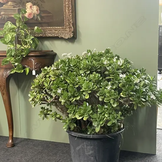 A pair large old money tree plants