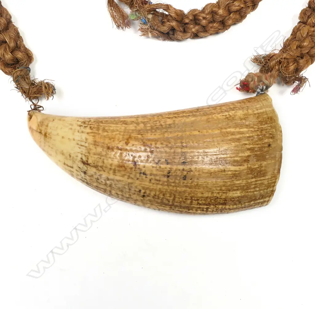 Old Fijian tabua whales’ tooth pendant, Image 1++