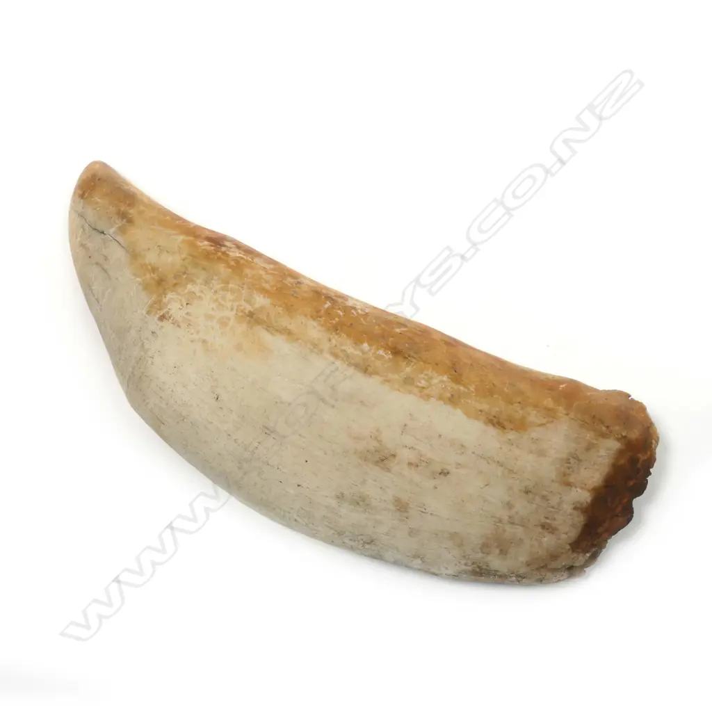 Old Whale's tooth, Image 1++
