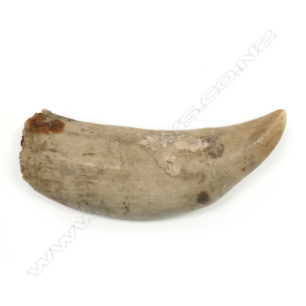 Old Whale's tooth, Image 1++