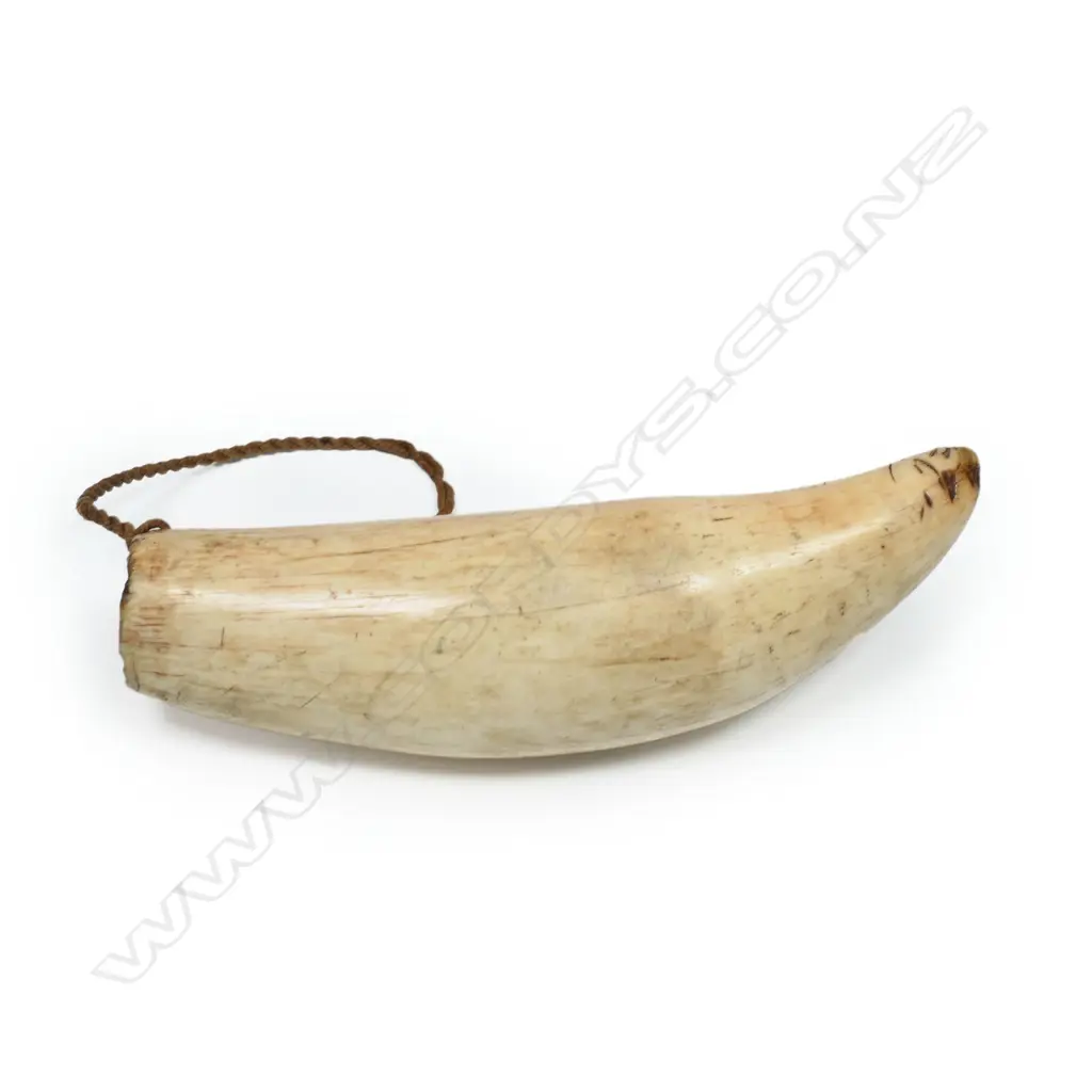 An old Fijian Tabua whales tooth pendant, Image 1++