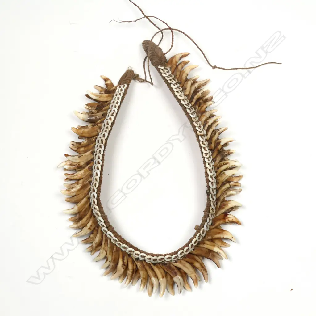 Old PNG dog’s tooth headband, Image 1++