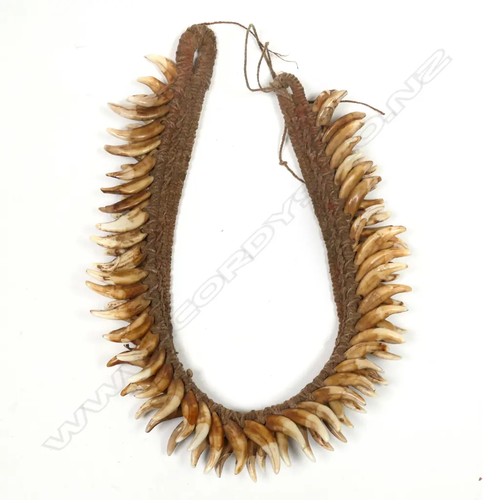 Old PNG dog’s tooth headband, Image 1++