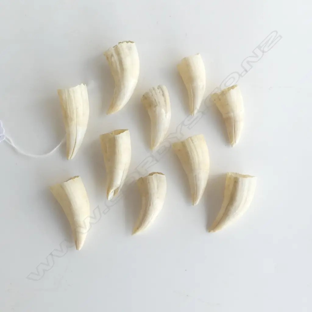 A collection of ten small old whale’s teeth, Image 1++