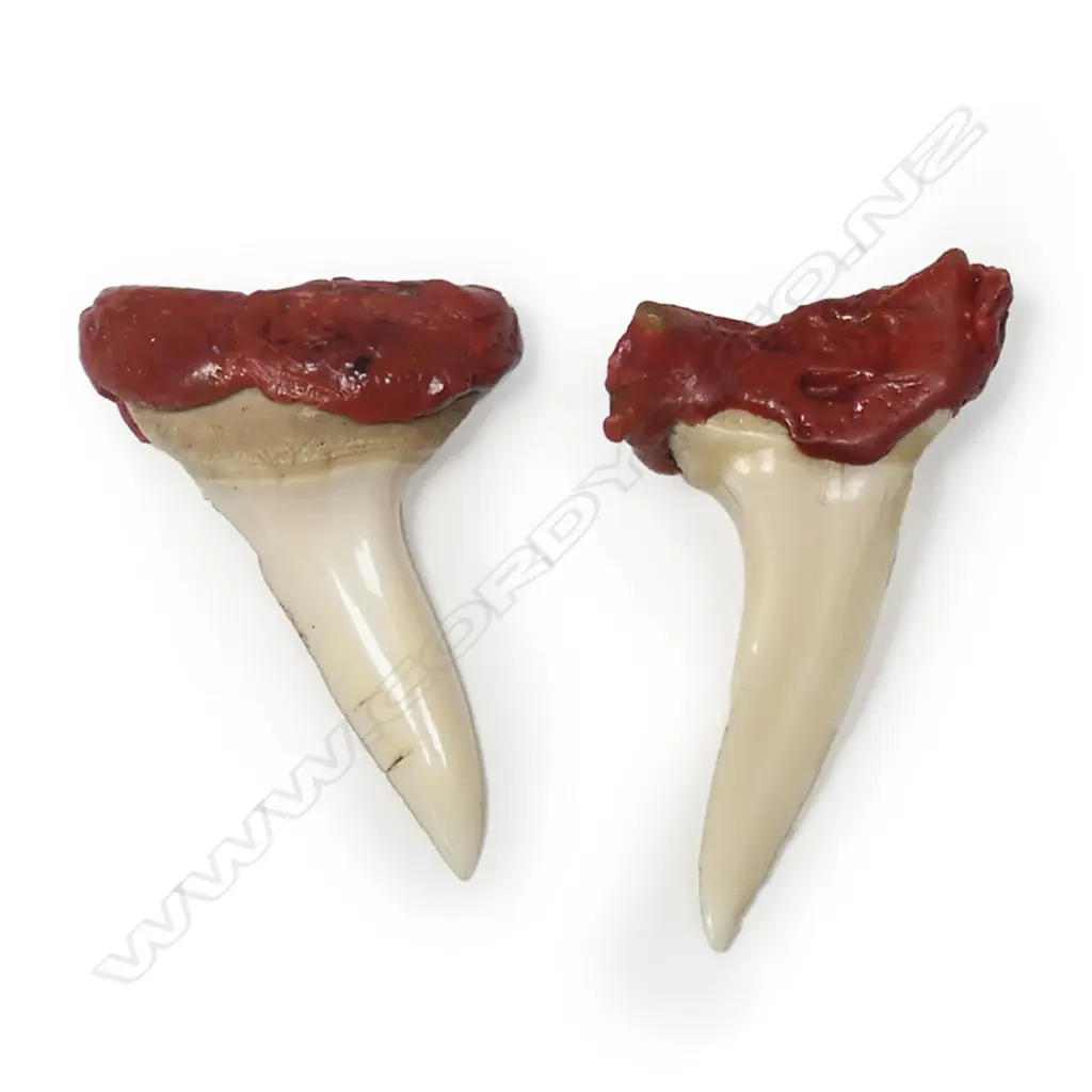 Two mako shark's teeth with red sealing wax Image 1++