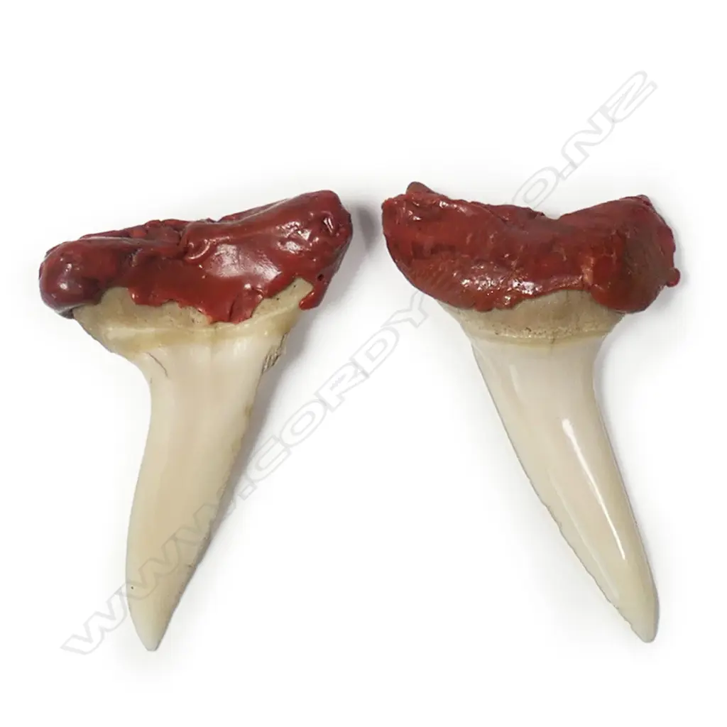 Two mako shark's teeth with red sealing wax Image 1++