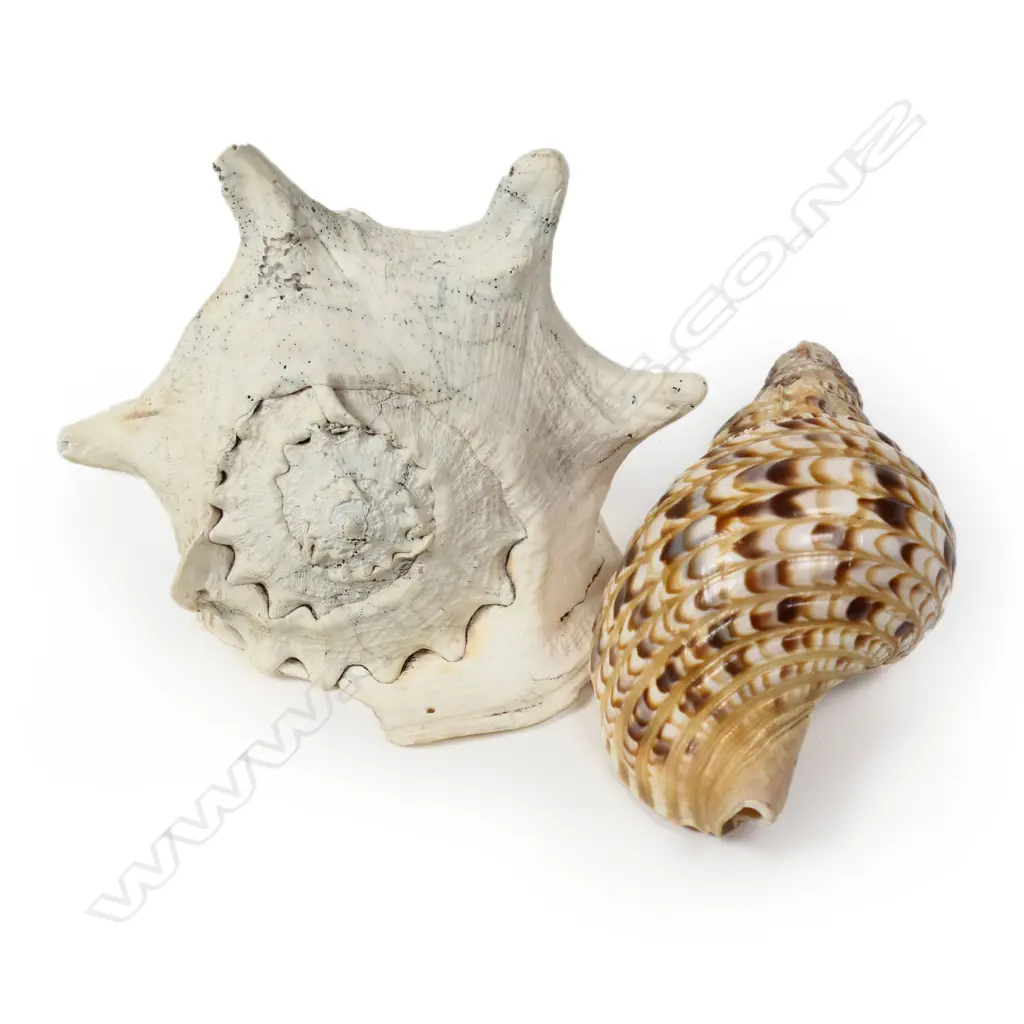 Two vintage shells Image 1++