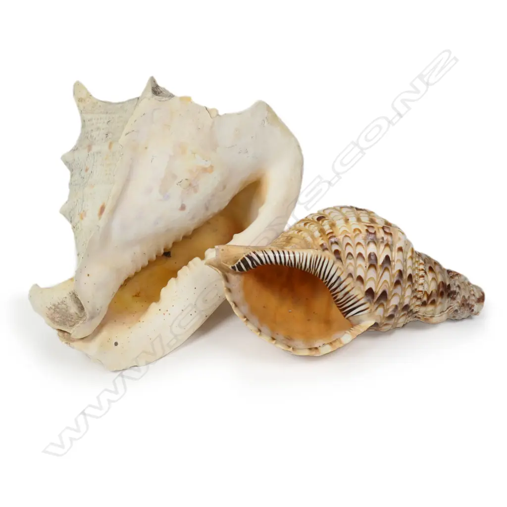 Two vintage shells Image 1++