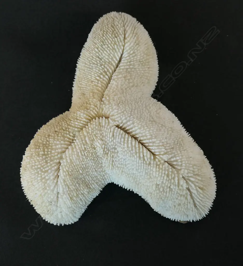 A piece of rare hard stony triangular coral, Image 1++