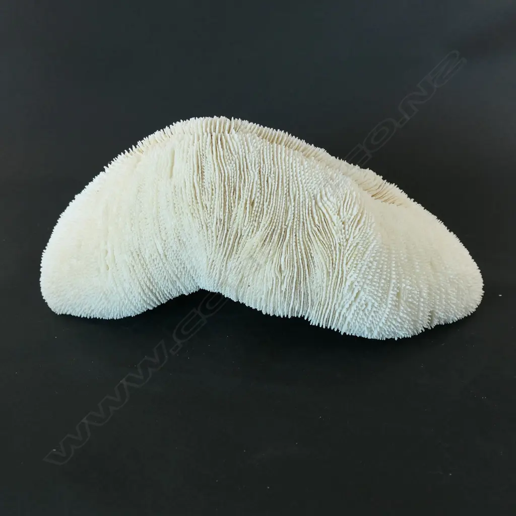 An elongated coral form with cascading texture, Image 1++