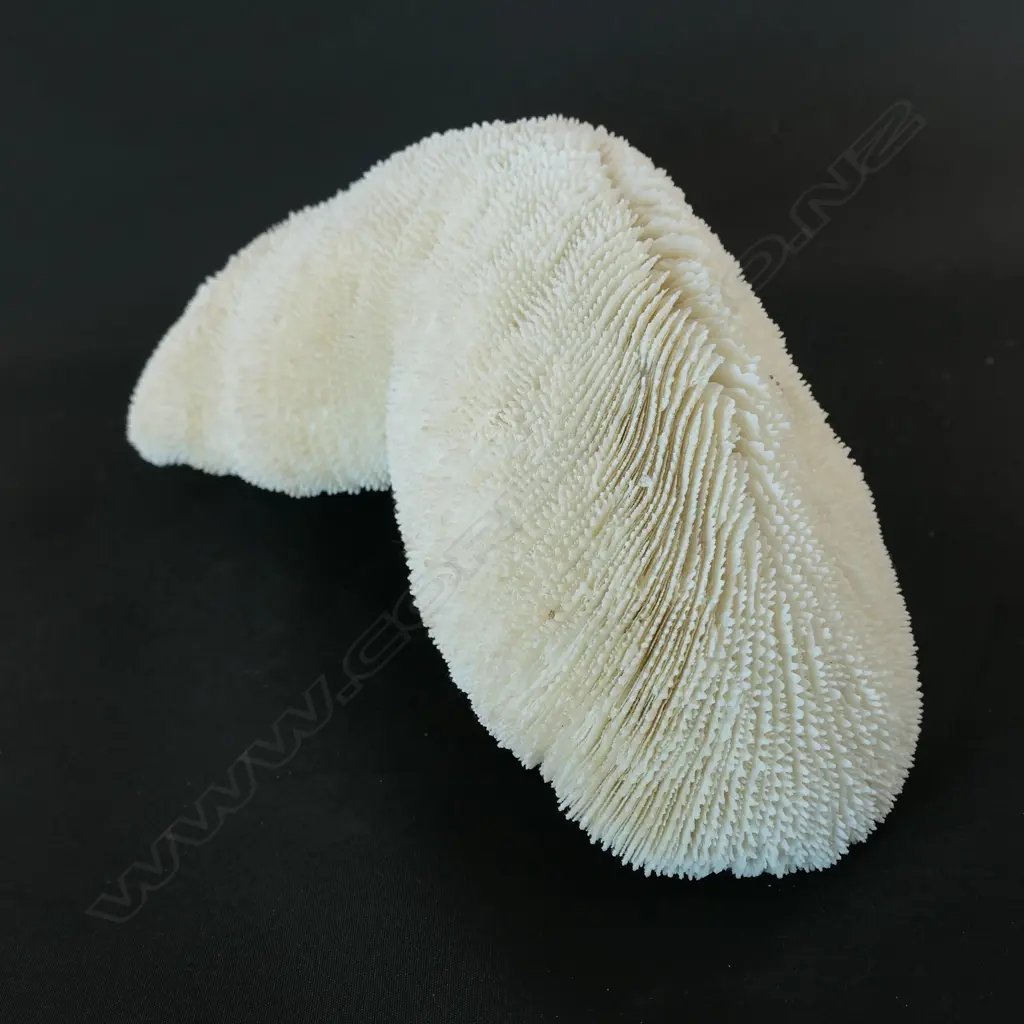 An elongated coral form with cascading texture, Image 1++