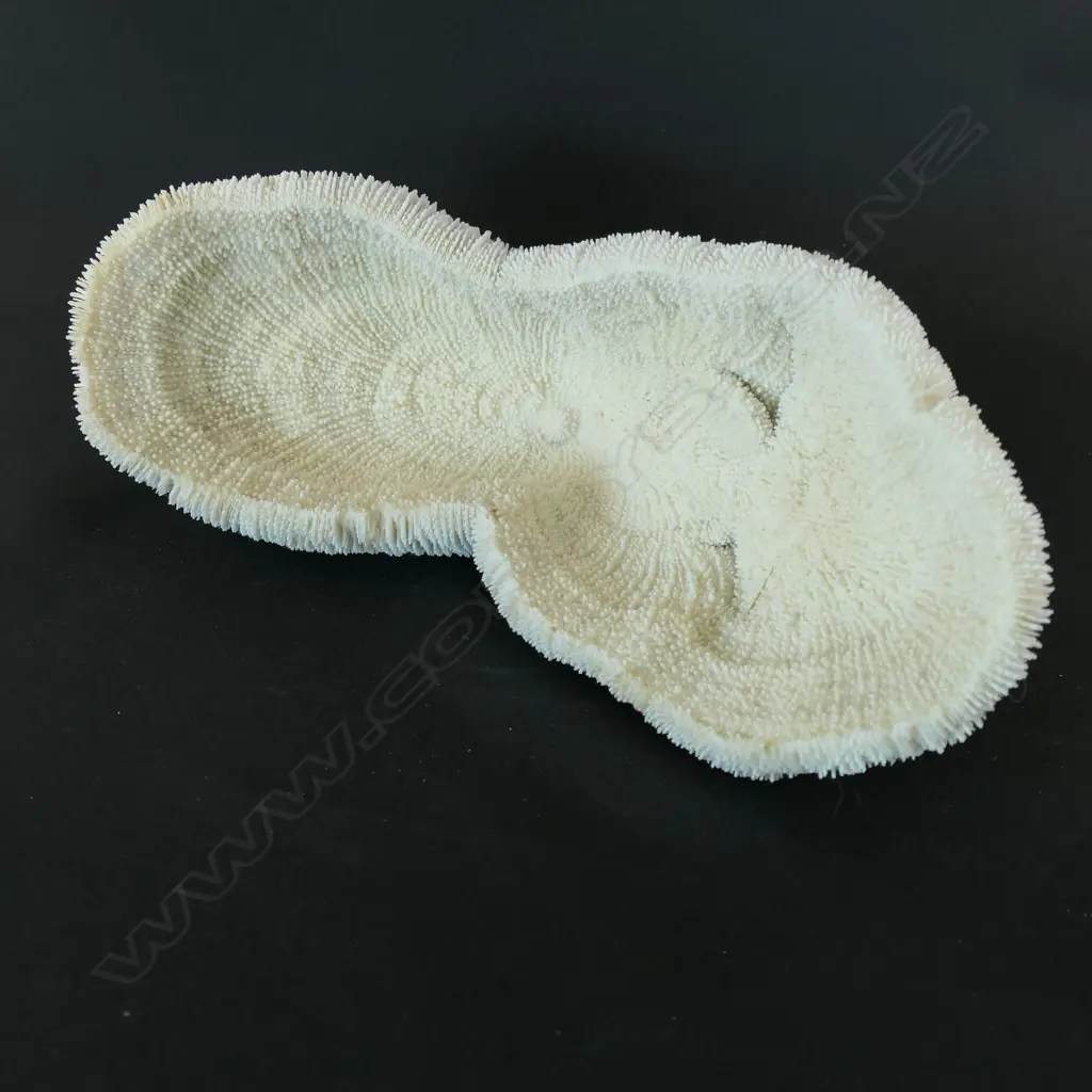 An elongated coral form with cascading texture, Image 1++