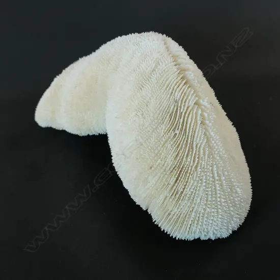 An elongated coral form with cascading texture,