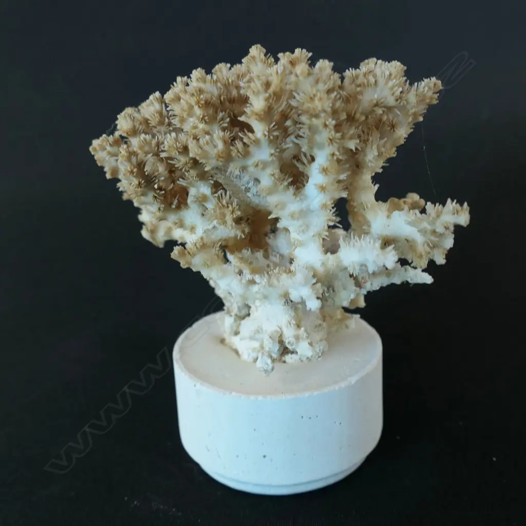 A piece of branching coral, Image 1++