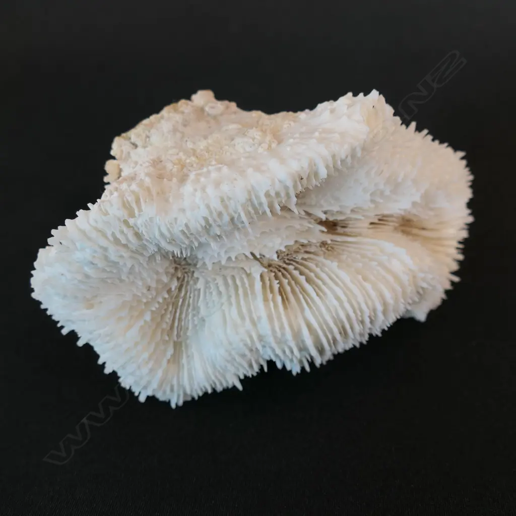 A single coral Corallite Flabello, Image 1++