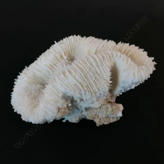 A single coral Corallite Flabello,