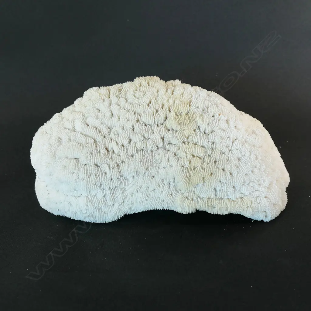A large stony coral dome, Image 1++
