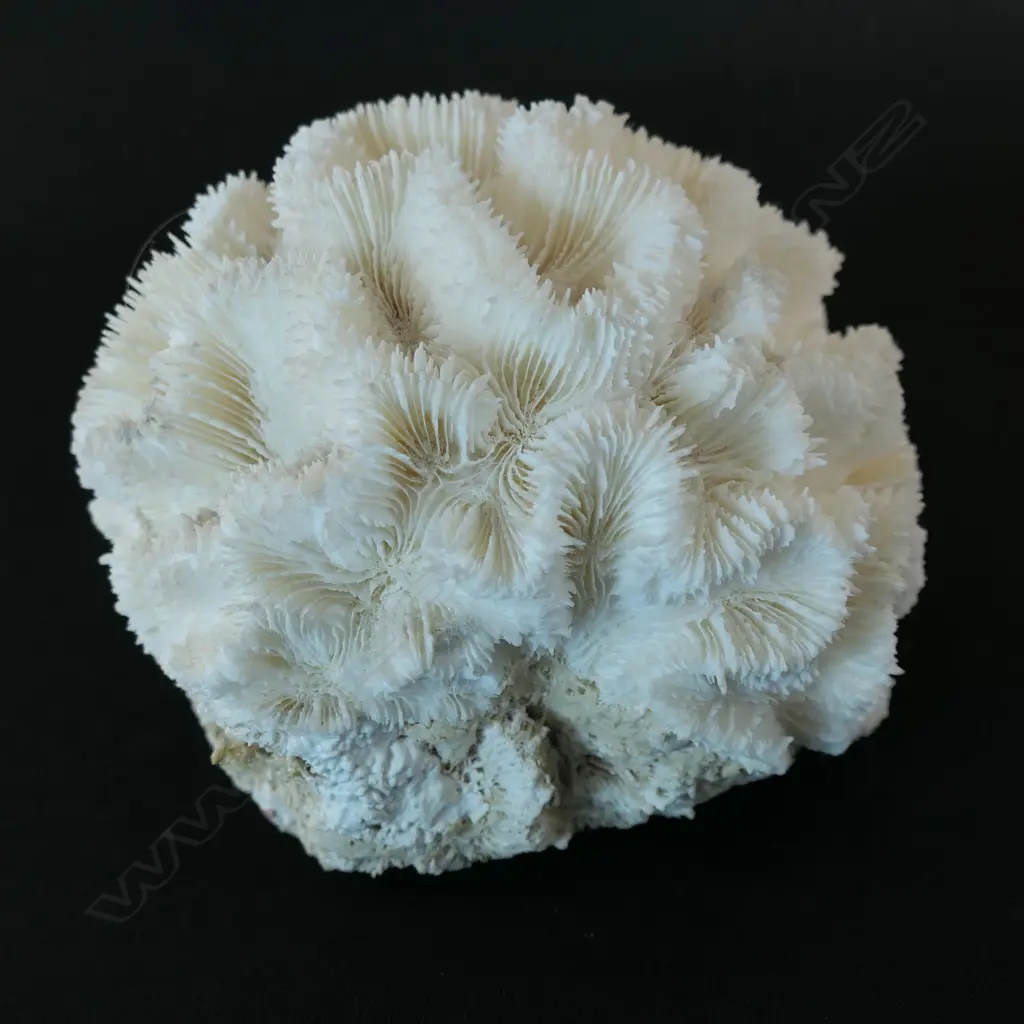 A stony coral piece with deep valleys, Image 1++