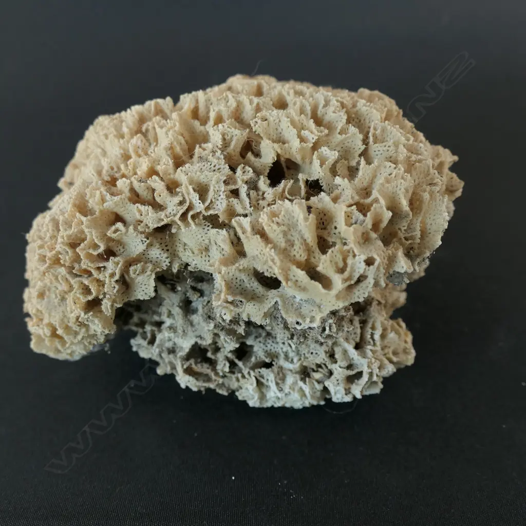 A fragile lace coral, Image 1++