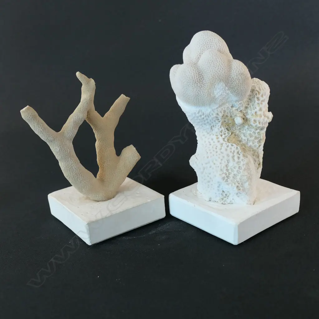 A piece of coral mounted to a base, Image 1++