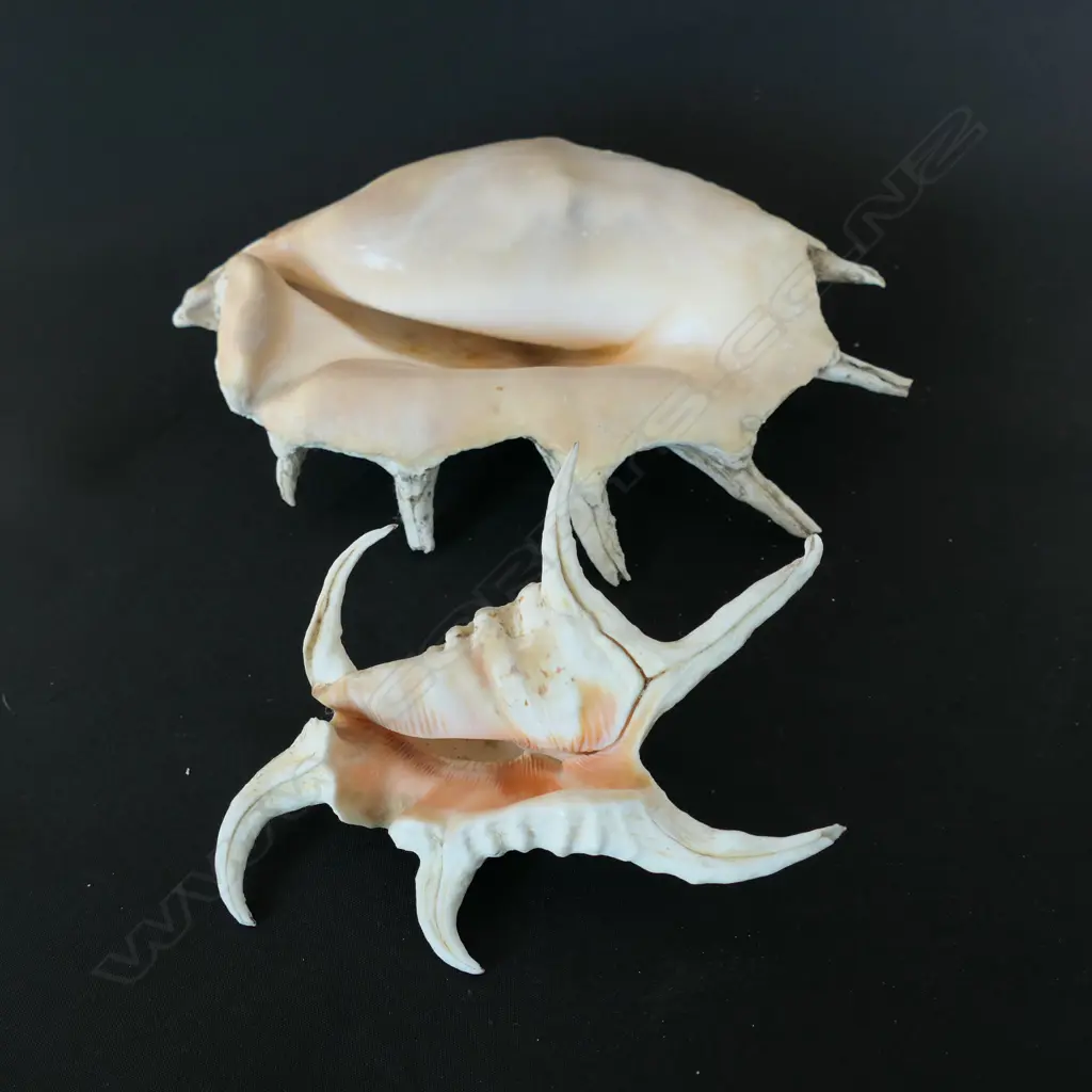 A giant finger shell and spider shell, Image 1++