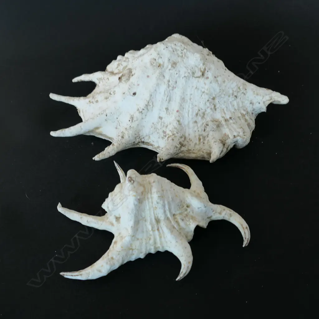 A giant finger shell and spider shell, Image 1++