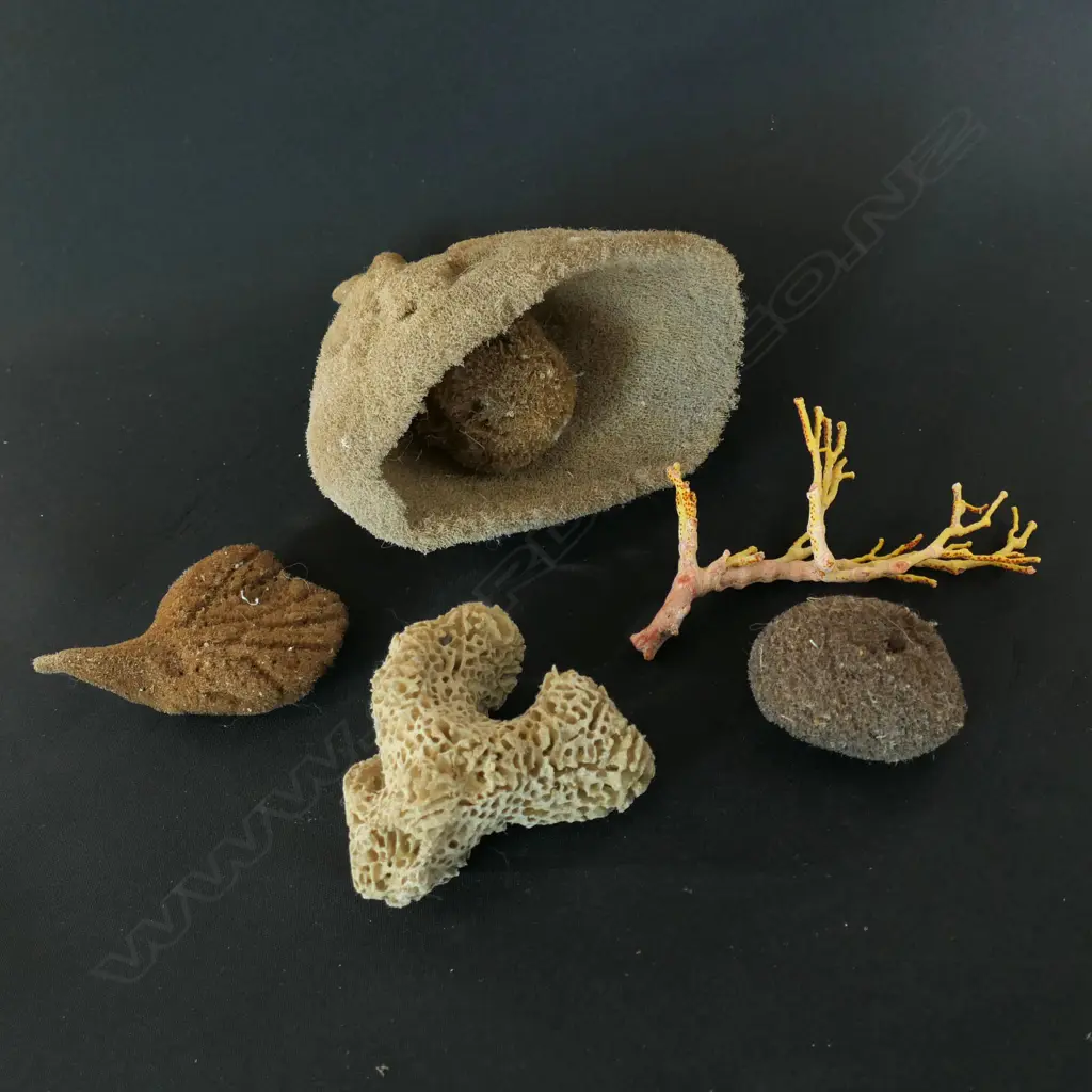 Six assorted species of marine sponges, Image 1++