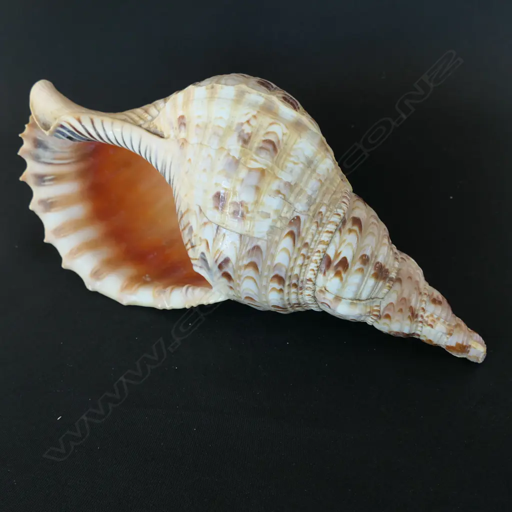 A Giant Triton shell, Image 1++