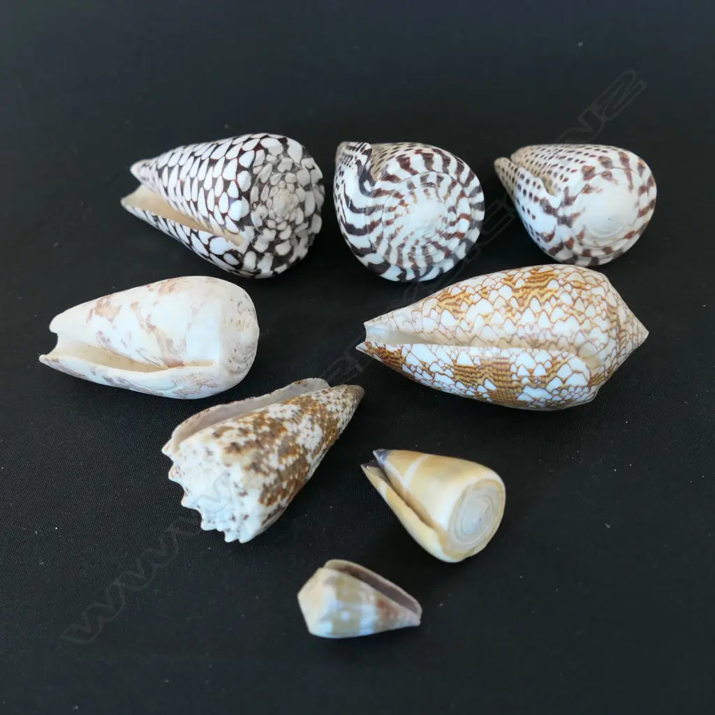 Eight conus shells, Image 1++