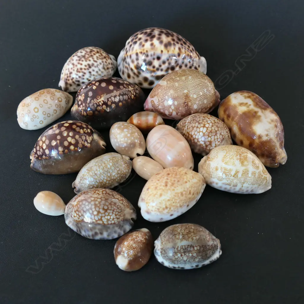 Nineteen large cowrie shells, Image 1++