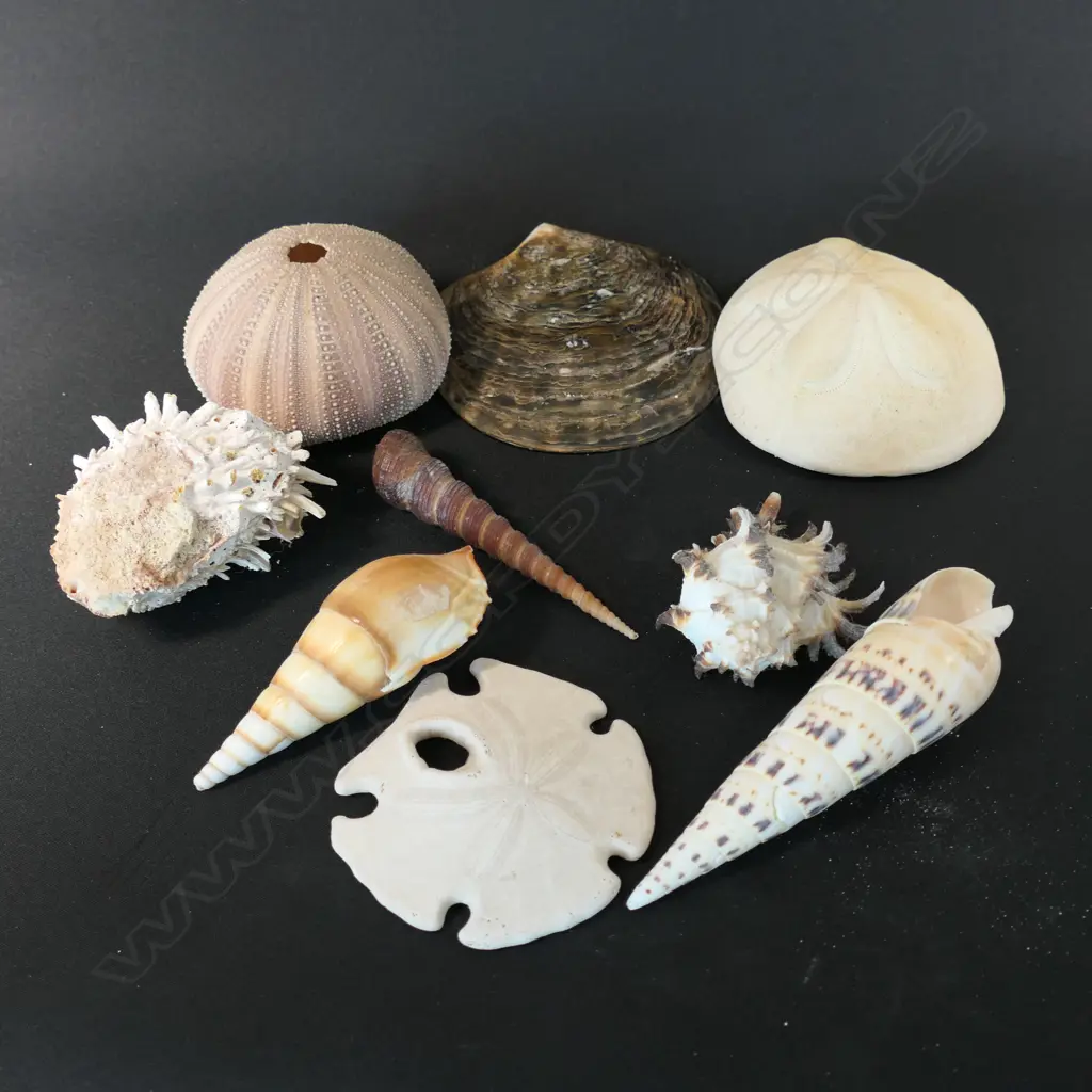 Nine large assorted shells, Image 1++