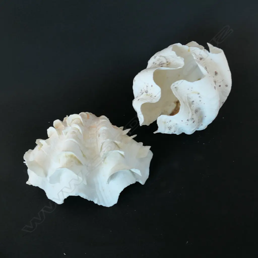 Two clam shells; a giant clam and half fluted ridge clam, Image 1++