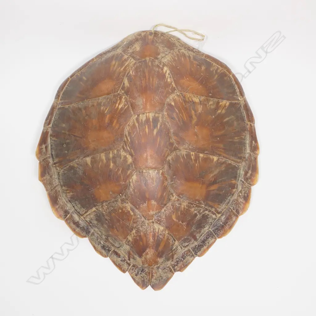 A large turtle shell, Image 1++