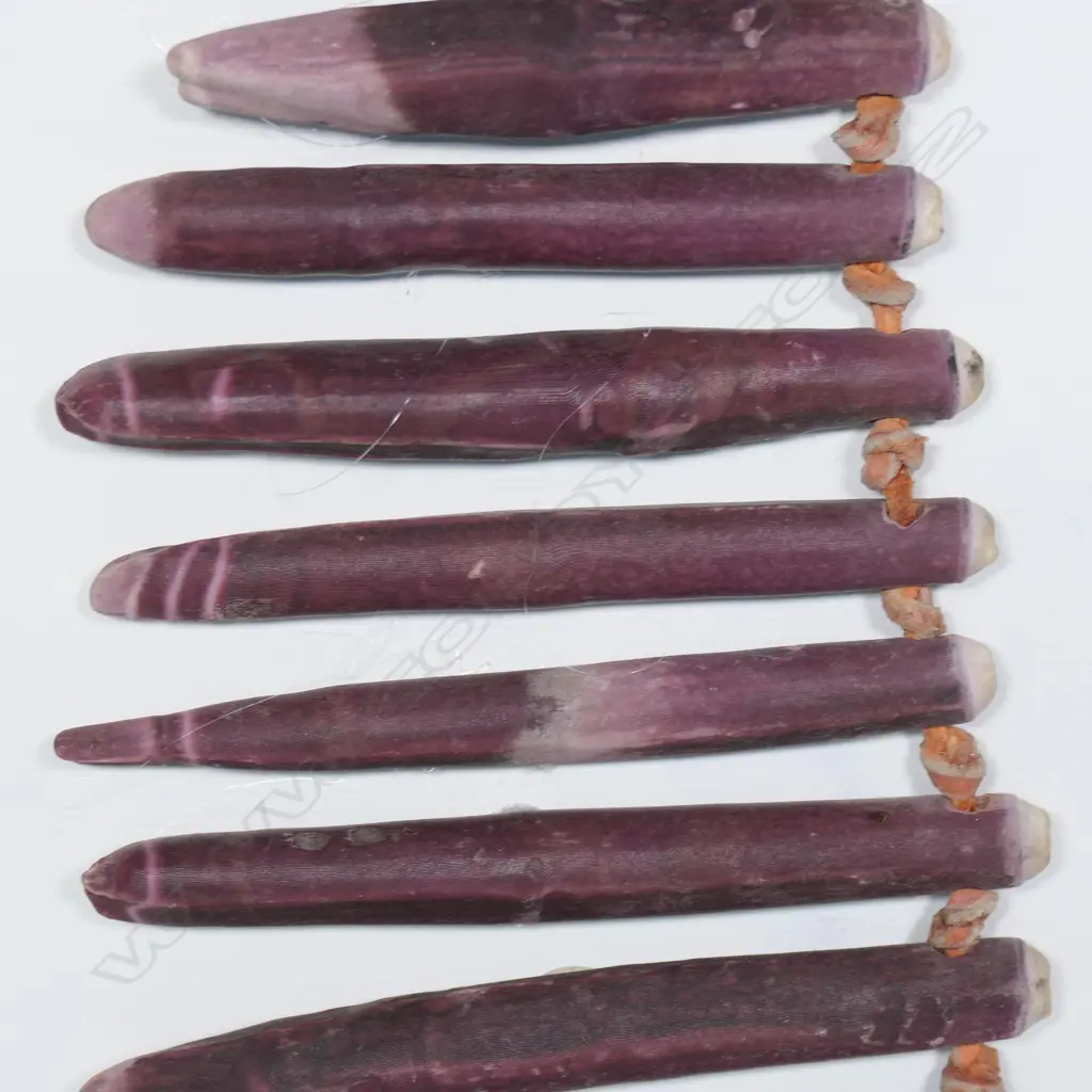 Imperial pencil urchin spine necklace on canvas, Image 1++