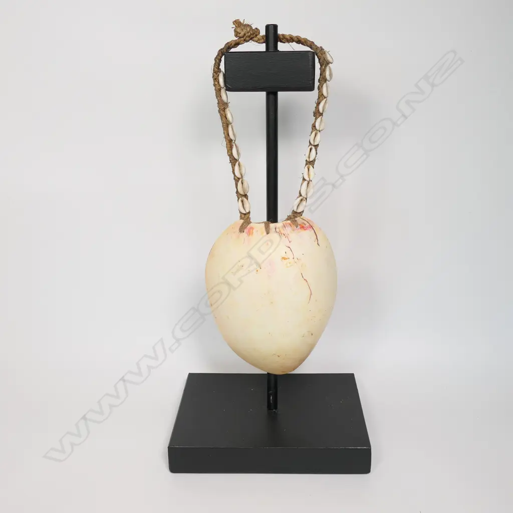 Bailer shell necklace with small cowries shell chain, Image 1++