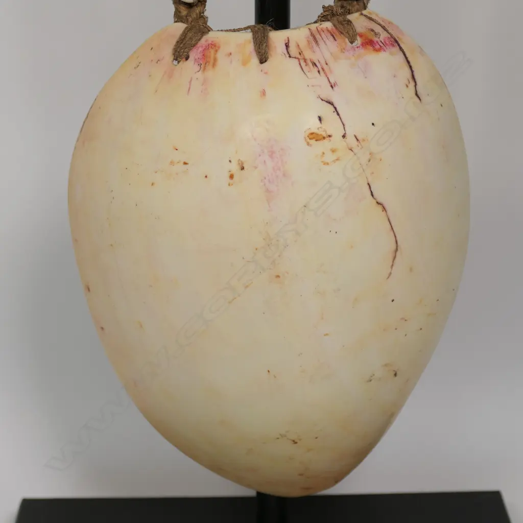 Bailer shell necklace with small cowries shell chain, Image 1++