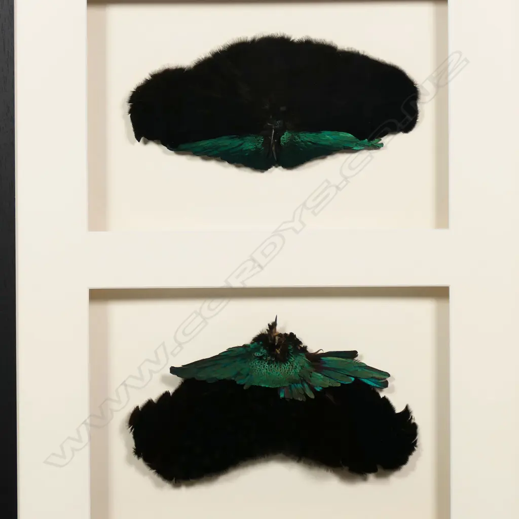 Two PNG Bird of paradise feather breast shields, Image 1++