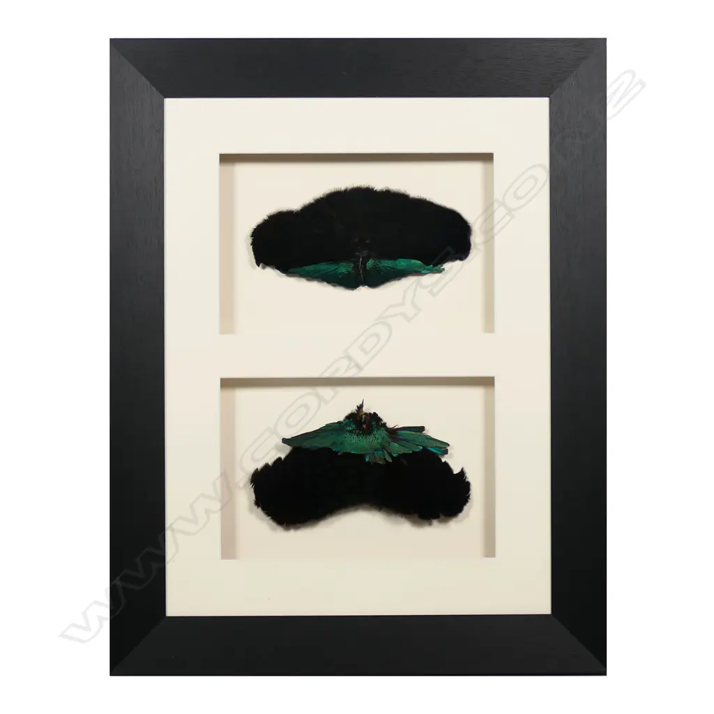 Two PNG Bird of paradise feather breast shields, Image 1++