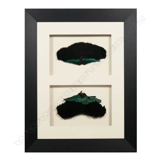 Two PNG Bird of paradise feather breast shields,