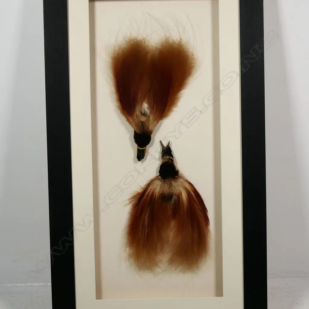 Two PNG red birds of Paradise, Image 1++