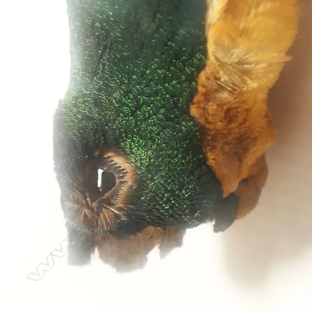 Two PNG red birds of Paradise, Image 1++