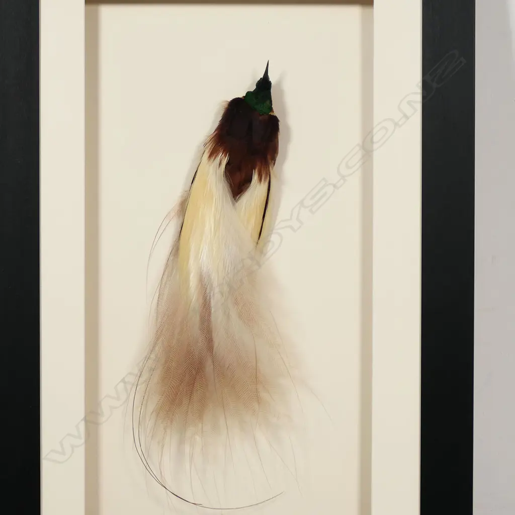A framed PNG Bird of Paradise, Image 1++