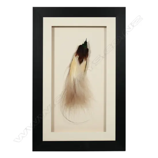 A framed PNG Bird of Paradise,